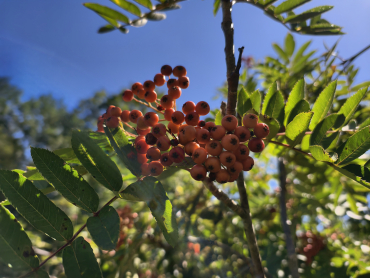 Sorbus americana - Amerikanische Eberesche