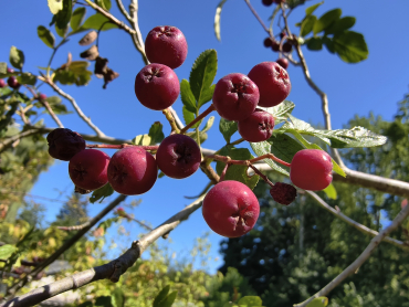 Sorbopyrus "Krasavica" - Eberesche x Birne