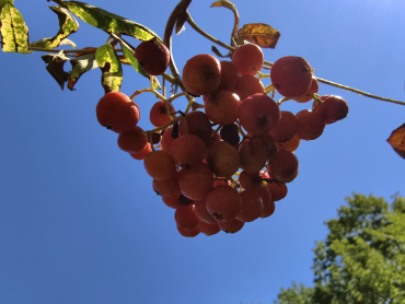 Sorbopyrus "Alaja Krupnaja" - Eberesche x Birne