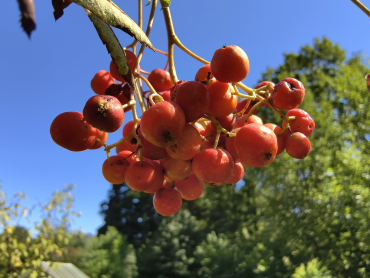 Preview: Sorbopyrus "Alaja Krupnaja" - Eberesche x Birne