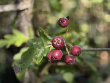 Sorbocrataegus "Granatnaja" - Eberesche x Weißdorn
