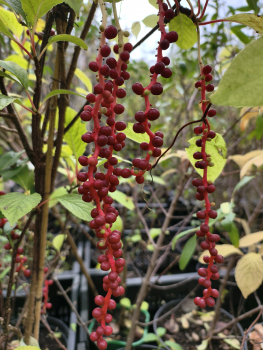 Schisandra rubriflora -  Rotblühendes Spaltkölbchen - weiblich
