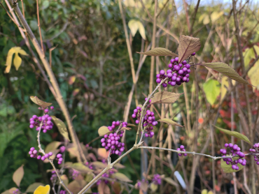 Callicarpa bodinieri "Profusion" - Chinesische Schönfrucht