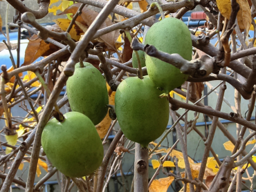 Actinidia arguta "Rogow" -  Mini-Kiwi / weiblich