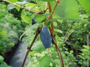 Lonicera caerulea kamtschatica "Candy Blue"(PBR) - Sibirische Blaubeere