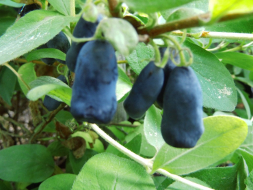 Wildobst im eigenen Garten - Lonicera caerulea var. kamtschatica Duet /  Sibirische Blaubeere