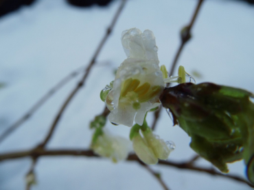 Lonicera purpusii - Winter-Heckenkirsche