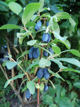 Lonicera caerulea kamtschatica "Blue Banana"(PBR) - Sibirische Blaubeere