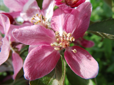 Malus domestica "Baya Marisa"(S) - Apfel