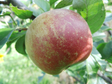 Malus domestica "Goldparmäne" - Apfel