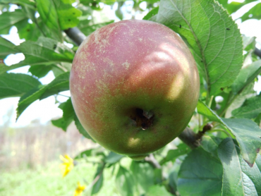 Malus domestica "Goldparmäne" - Apfel