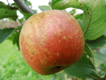 Malus domestica "Goldparmäne" - Apfel