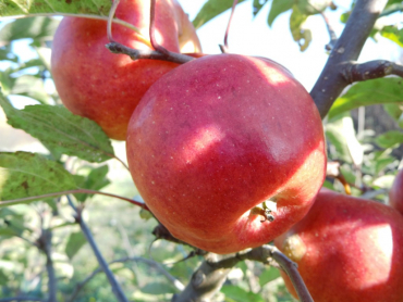 Malus domestica "Pilot" (S) - Apfel