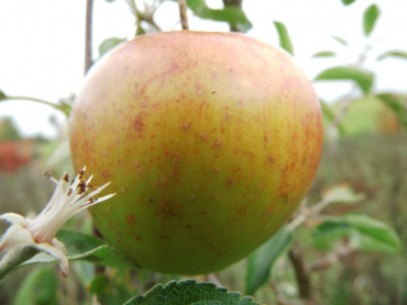 Malus domestica "Pinova" (S) - Apfel