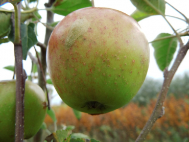 Malus domestica "Pinova" (S) - Apfel