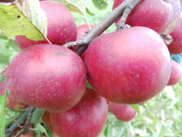 Malus domestica "Roter Berlepsch" - Apfel
