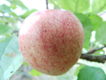 Malus domestica "Santana"(S) - Apfel