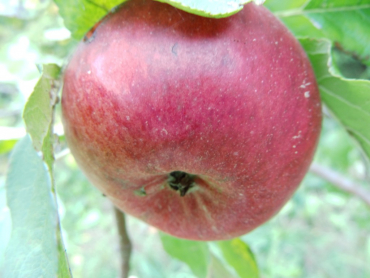 Malus domestica "Santana"(S) - Apfel