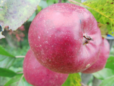 Malus domestica "Santana"(S) - Apfel