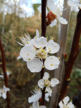 Prunus armeniaca "Hilde" (S) - Aprikose