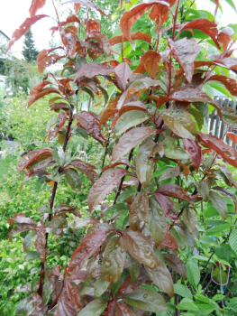 Prunus cerasifera "Crimson Pointe" - Kirschpflaume