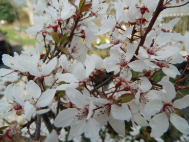 Prunus cerasifera "Hessei" - Kirschpflaume