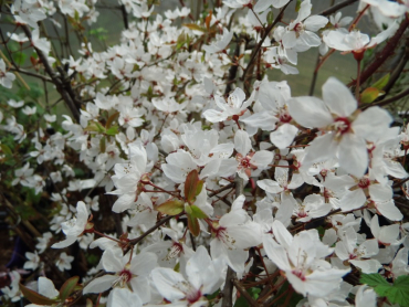 Prunus cerasifera "Hessei" - Kirschpflaume