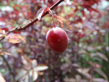 Prunus cerasifera "Nigra" - Blutpflaume