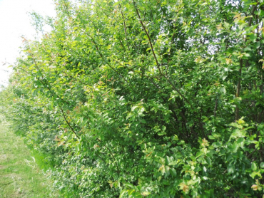 Prunus cerasifera - Kirschpflaume