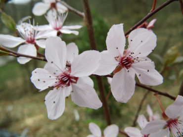 Prunus cerasifera "Pissardii" - Blutpflaume