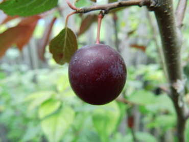 Prunus cerasifera "Pissardii" x Prunus ussuriensis - Blutpflaume