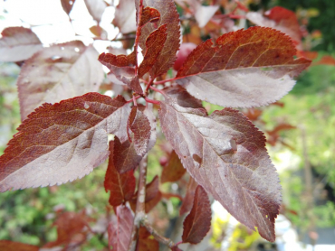 Prunus cerasifera "Purpurea" - Blutpflaume