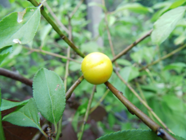Prunus cerasifera "Zloty Oblok" - Kirschpflaume