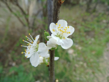 Prunus domestica insititia "Haferschlehe Windrath" - Haferschlehe