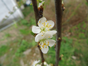 Prunus domestica insititia "Haferschlehe" - Fränkische Haferschlehe