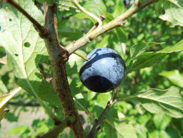 Prunus domestica insititia "Haferschlehe" - Fränkische Haferschlehe