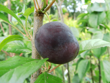 Prunus domestica syriaca "Ruby Columnar" - Mirabelle