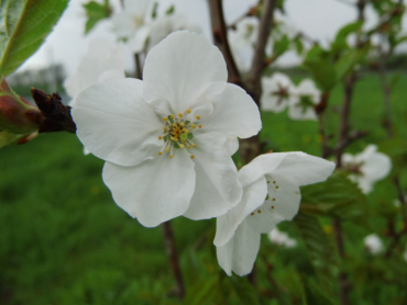 Prunus hillieri "Spire" - Englische Zierkirsche