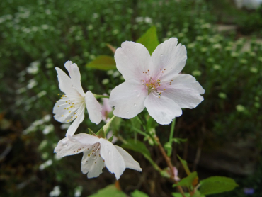 Prunus incisa "Lotte" - Geschlitztblättrige Kirsche