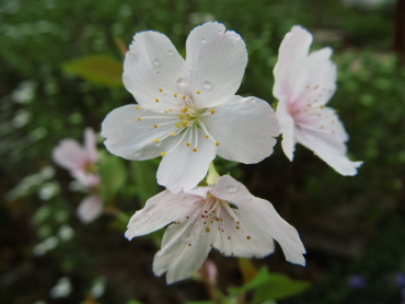 Prunus incisa "Lotte" - Geschlitztblättrige Kirsche