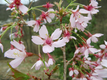 Prunus incisa "Pean" - Geschlitztblättrige Kirsche