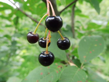 Prunus padus - Gemeine Traubenkirsche
