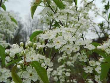 Prunus pensylvanica - Feuerkirsche