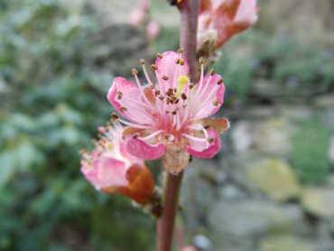 Prunus persica "Kernechter vom Vorgebirge" - Pfirsich