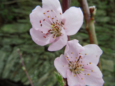 Prunus persica "Kernechter vom Vorgebirge" - Pfirsich