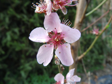 Prunus persica "Roter Weinbergpfirsich" - Pfirsich