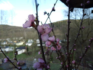 Prunus persica "Roter Weinbergpfirsich" - Pfirsich