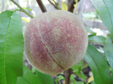 Prunus persica "Roter Weinbergpfirsich" - Pfirsich