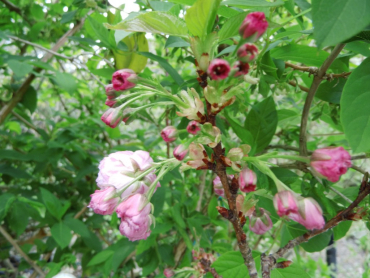 Prunus serrulata "Pink Perfection" - Japanische Zierkirsche