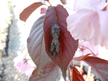 Prunus serrulata "Royal Burgundi" - Japanische Nelkenkirsche